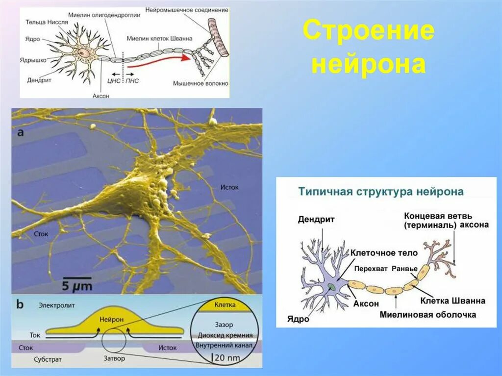 Схема строения нейрона. Нервная система человека Нейроны строение. Основный функции нейрона. Строение нейрона человека. Нервные узлы и нейрон