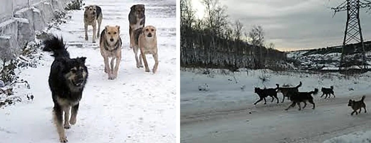 мончегорск собаки