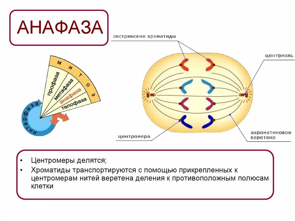 Сколько клеток в анафазе. Формирование веретена деления митоз. Анафаза митоза 1. Анафаза строение. Митотическое Веретено деления схема.