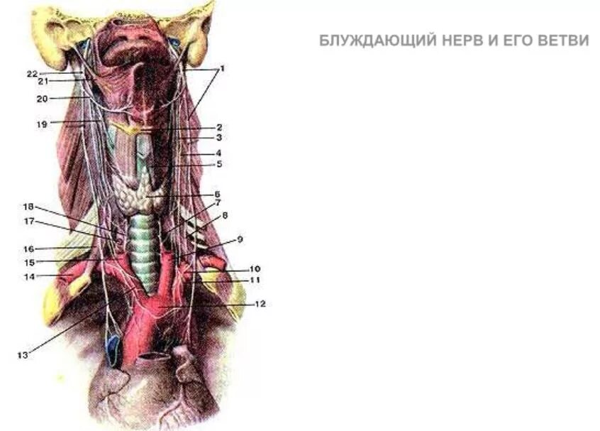 Блуждающий нерв расположен. Схема блуждающего нерва. Блуждающий нерв топография. Топография блуждающего нерва. Блуждающий нерв Неттер.