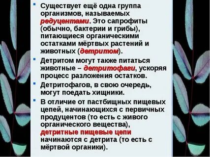Питающиеся мертвым органическим веществом