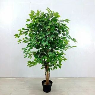 Фикус взрослое растение