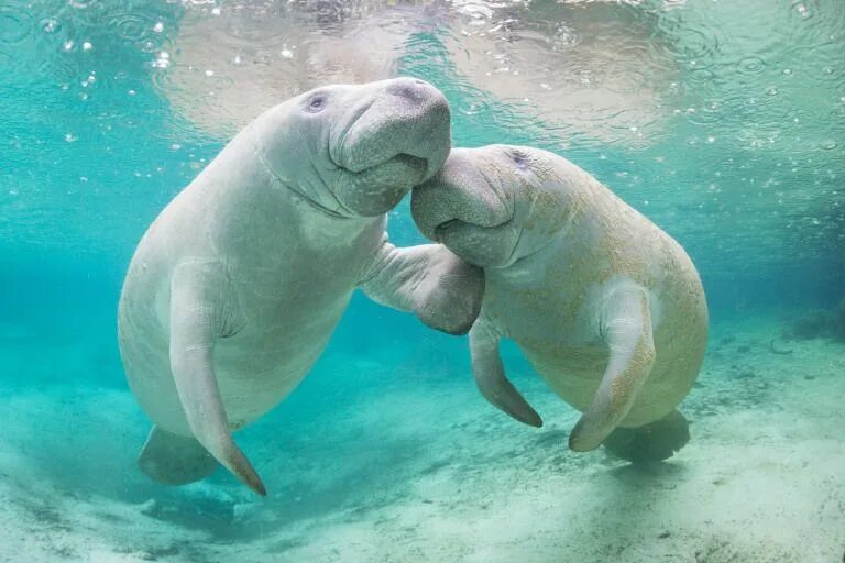 Manatee