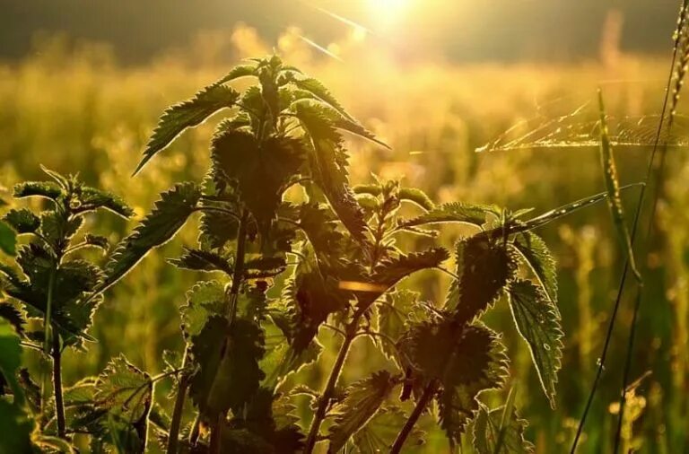 Крапива лебеда по дорожке стелется. Крапива лебеда минус бэк. Наталья пушкова крапива лебеда. Крапива двудомная цветет. Крапива двудомная urtíca dióica цветы.