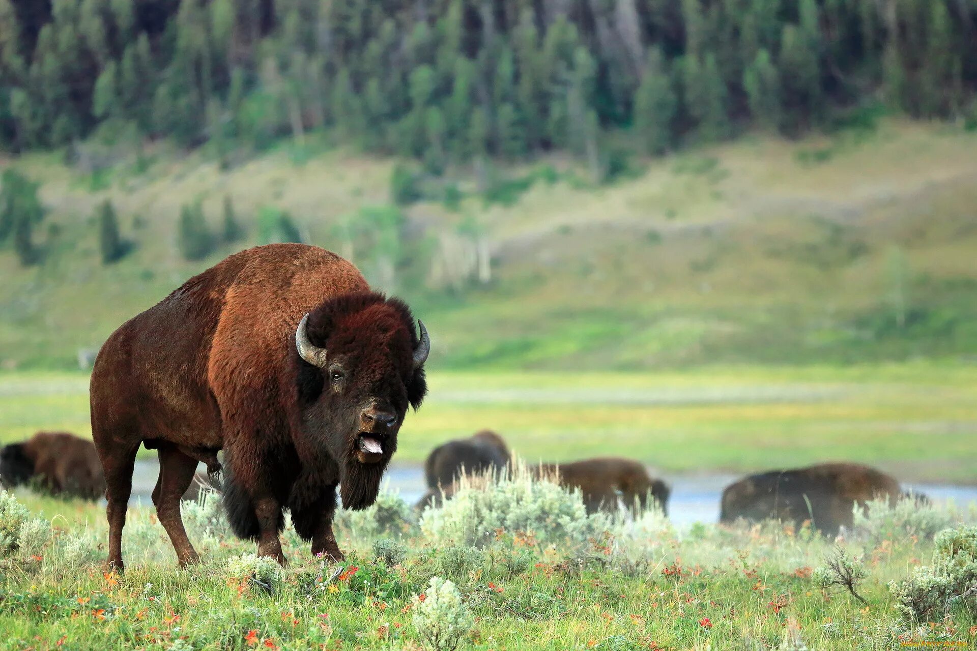 Бизон природная зона. Лесной Бизон Северной Америки. ЗУБР Bison bonasus. ЗУБР И Зубренок. ЗУБР кавказский заповедник.