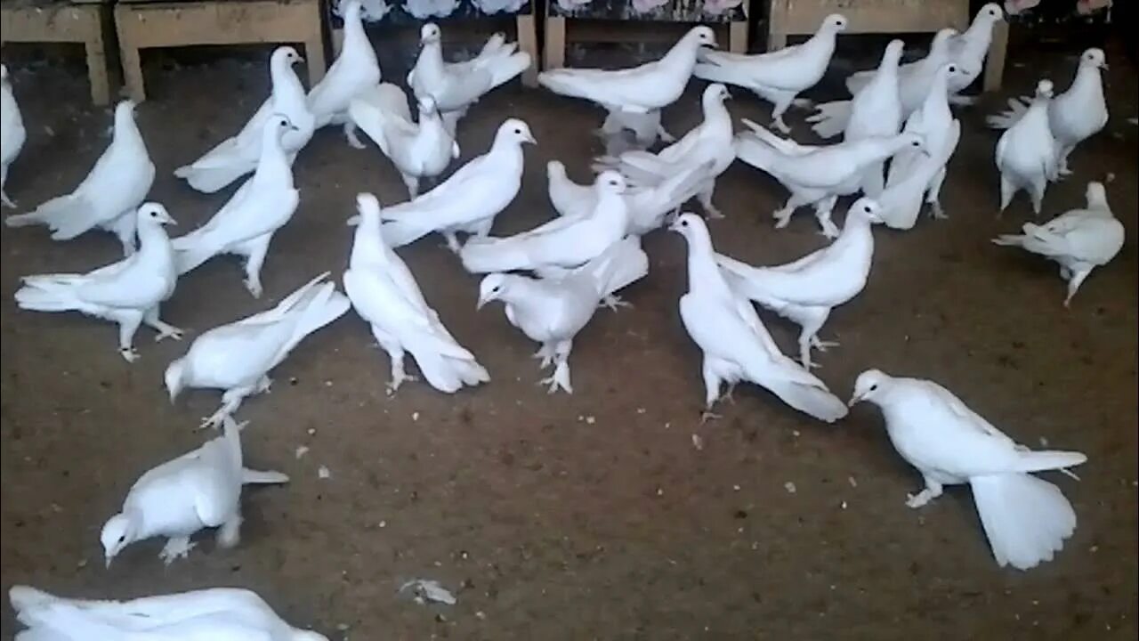 Голубей широкохвостых