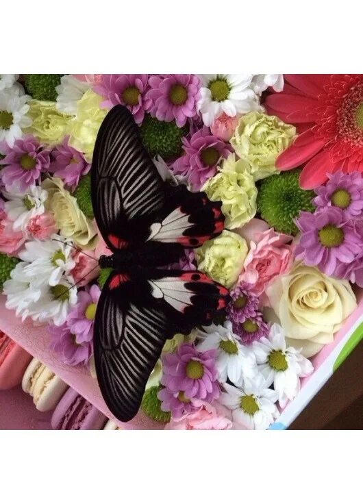 Букет из бабочек. Букет с бабочками живыми. Композиции с живыми бабочками. Живые бабочки в подарок. Букет цветов с живыми бабочками.