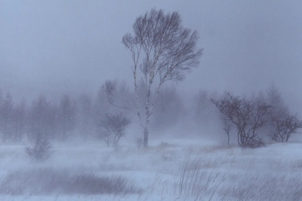 Метель. Метель Пурга. Зимняя буря. Метель зимой. За окном бушует ветер