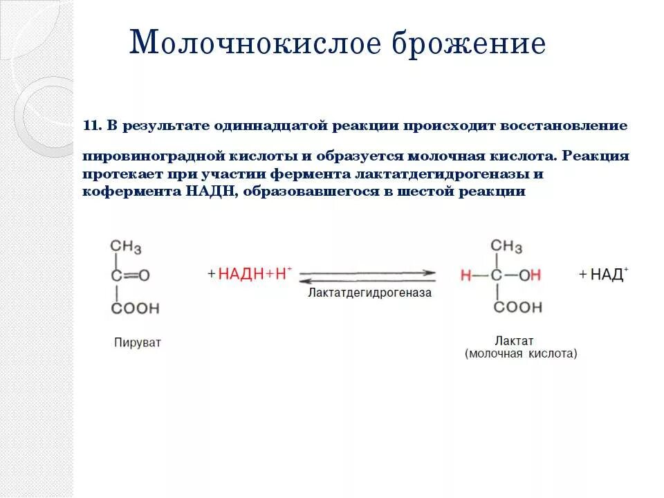 Пировиноградная кислота образуется в результате. Реакция превращения пировиноградной кислоты в молочную кислоту. Молочнокислое брожение пирувата реакция. Молочнокислое брожение ПВК. Молочно кислое брлжение реакция.