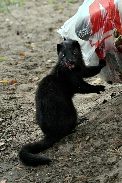 Животное душила. Черный зверек в лесах Ленобласти. Черный дачный зверек. Маленькие черные зверьки на даче.
