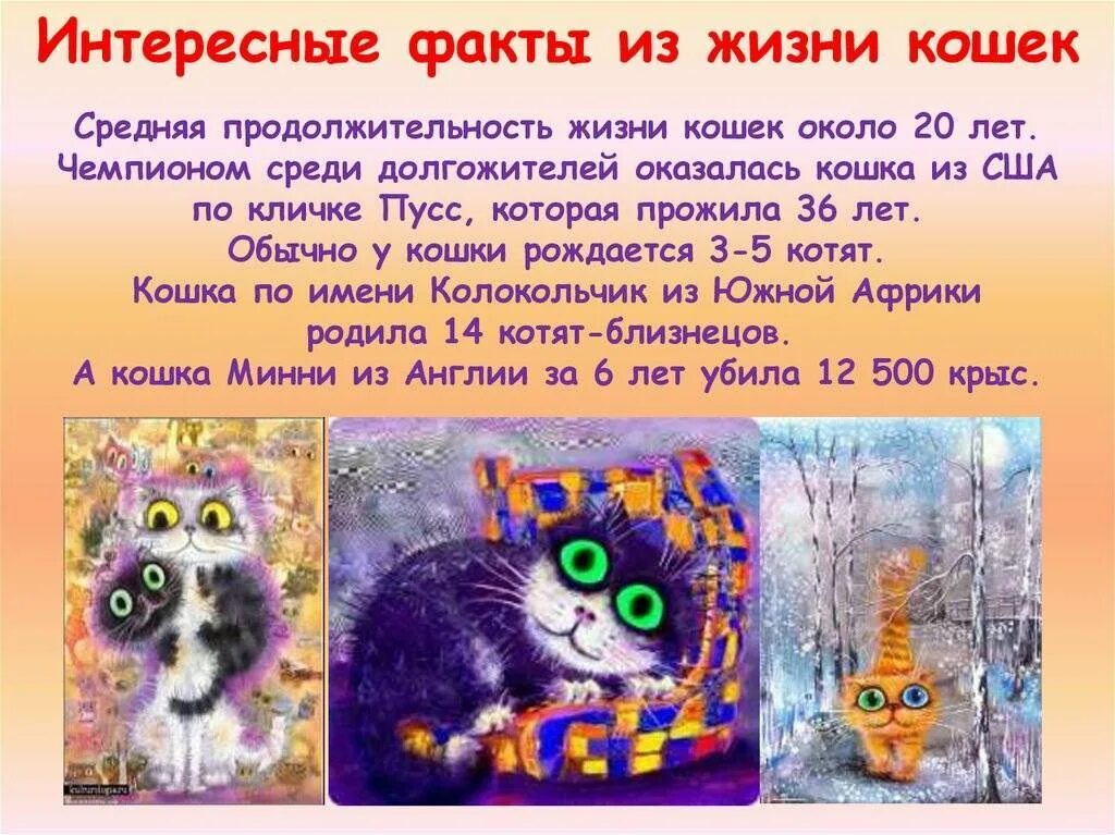 Имя дня кота