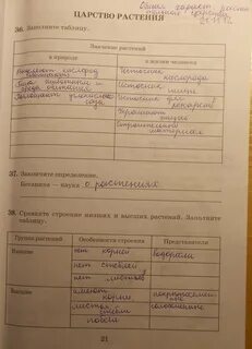 Сравните строение низших и высших