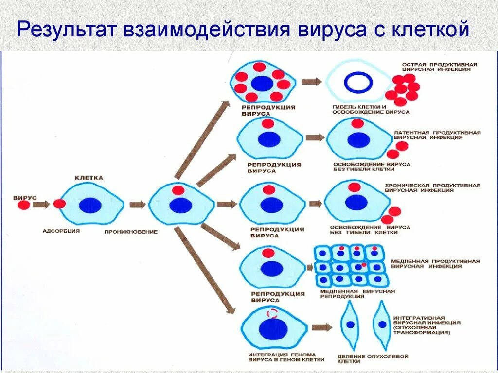 Схема взаимодействия вируса с клеткой. Этапы взаимодействия вируса и клетки схема. Видах, механизмах взаимодействия вируса с клеткой хозяина. Механизмы взаимодействия вирусов с клеткой микробиология.