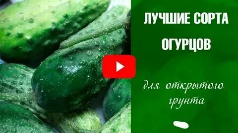 Огурец семена лучшие сорта для открытого