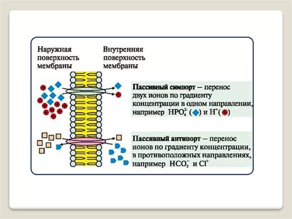 Диффузия через мембранные каналы. Механизмы переноса веществ через мембраны: регулируемые каналы. пассивный транспорт облегченная диффузия. активный и пассивный транспорт веществ. пассивный симпорт и антипорт.