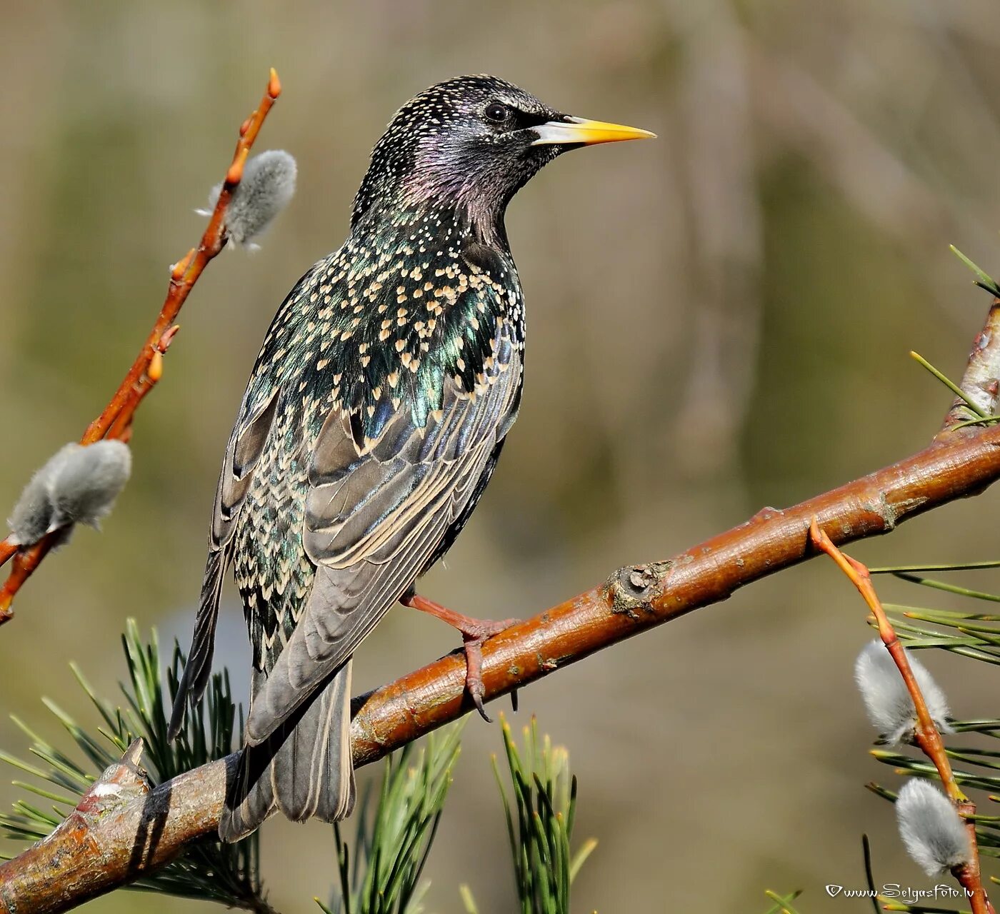 скворцы в лесу. желтогрудый скворец. птицы россии скворец. скворец птица. скворец.