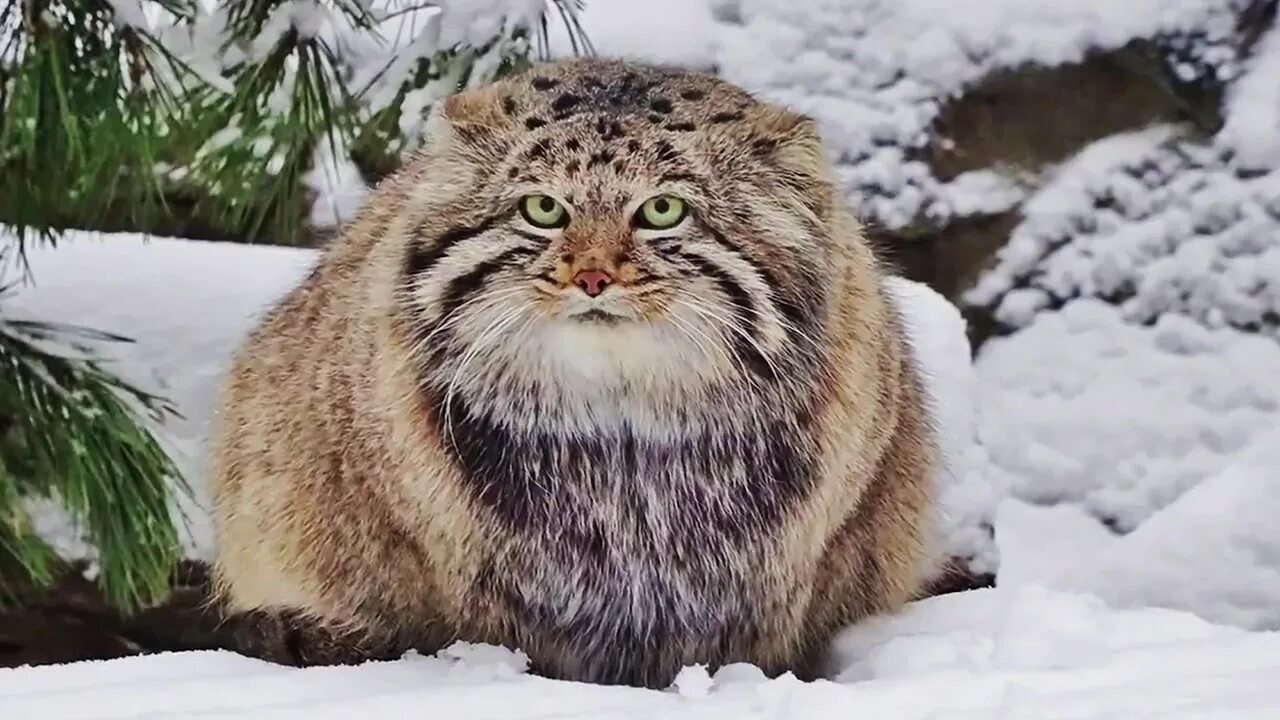 сибирский кот манул. дикий лесной кот манул. сибирский кот манул. сибирский кот манул. лесной кот манул.