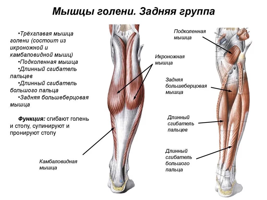 Мышцы голени медиальная группа. Мышцы задней поверхности голени анатомия. Мышцы голени задняя группа поверхностный слой. Задняя группа мышц голени анатомия. Место ниже бедра