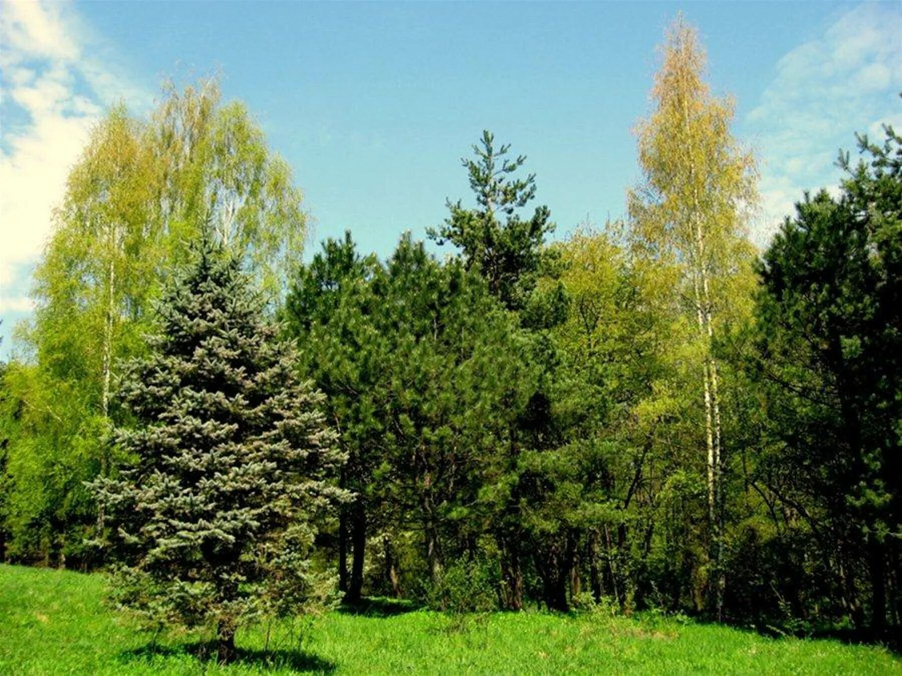 Хвойные смешанные лиственные. Деревья Кировской области сосны. Лес хвойный Лиственный смешанный. Хвойно-широколиственный лес. Смешанный лес Московской области.