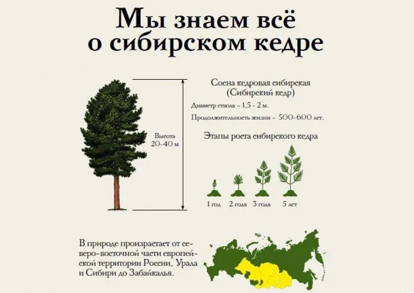 Через сколько плодоносит кедр после посадки. Сосна кедровая сибирская диаметр кроны. этапы роста сосны кедровой. диаметр кроны кедровой сосны. кедр сибирский высота по годам.
