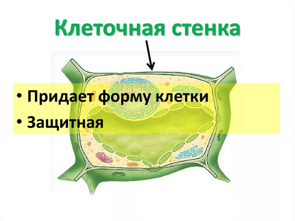 Клеточная стенка. Стенка клетки растений. Клеточная стенка клетки. Целлюлозная клеточная стенка. Стенка растительной клетки содержит