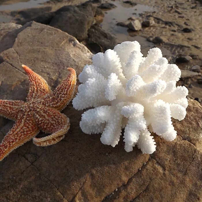 Белый коралл Санго. Морские кораллы. Морские раковины и кораллы. Морская звезда.