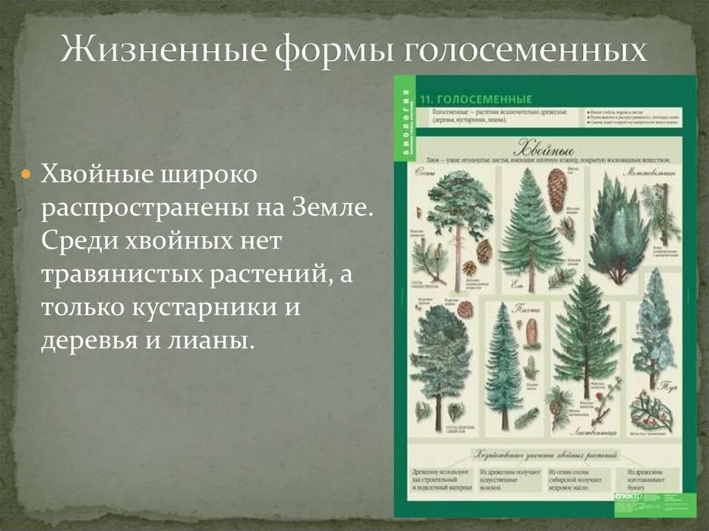 Жизненные формы отдела голосеменных. Хвойные Голосеменные растения. Жизненные формы голосеменных растений. Жизненные формы хвойных растений. Жизненные формыголосемяных.