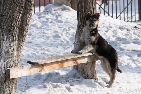 Собаки улан