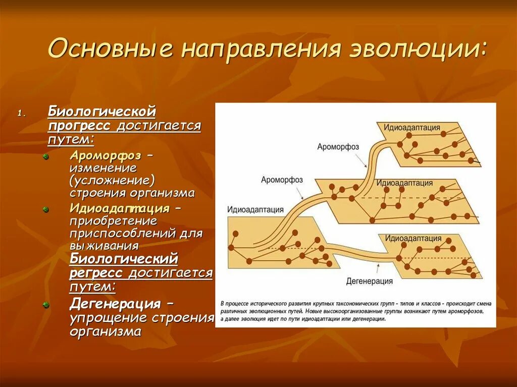 Формы направления эволюции. Основные направления эволюции. Основные пути и направления эволюции. Главное направление эволюции.