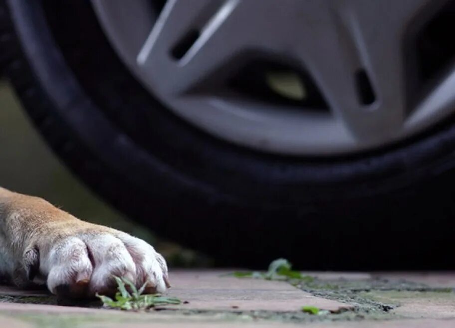 Собака бежит за машиной. Собака бежит за машиной. Собаки напали на машину. Собаки бросались под танки. Собака бросается под колеса.