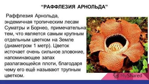 География растений сообщение
