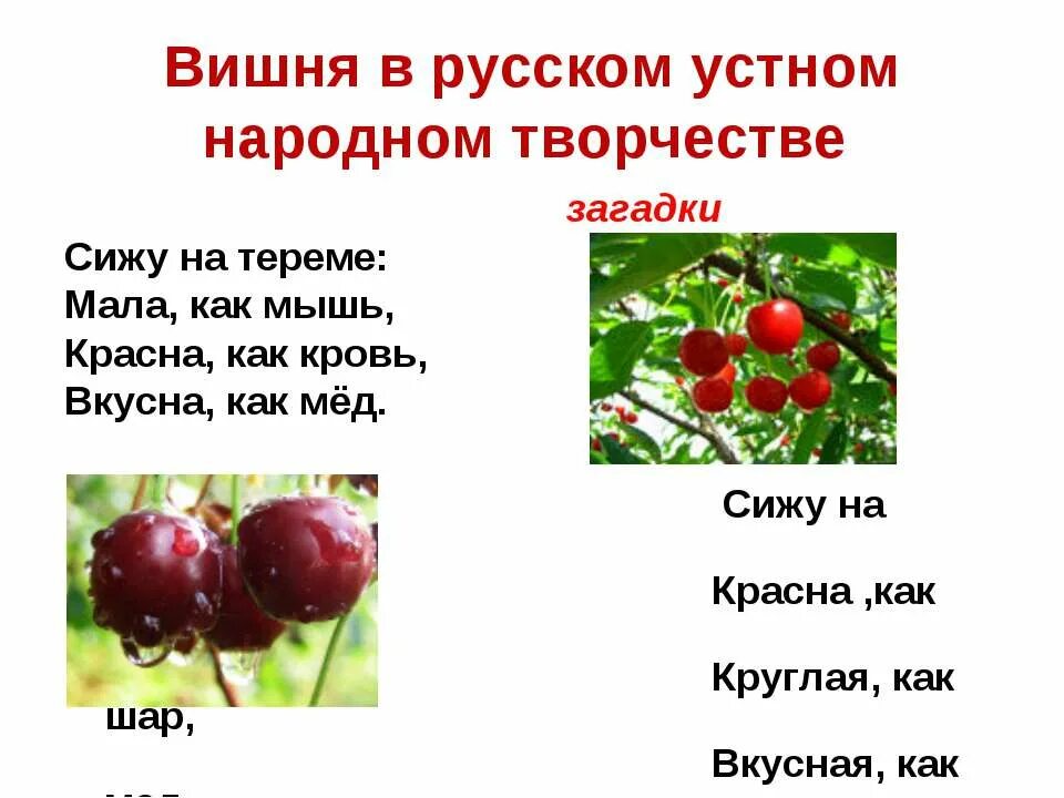 Загадка про вишню. Загадка про вишню для детей. детский стих про вишню. загадки про вишенки.