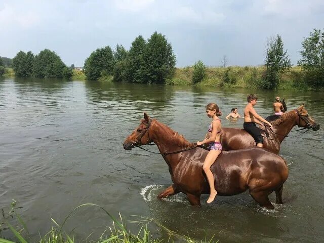 Купание на лошадях. Купание лошадей в реке. Лошадь у реки. Кони купаются. Купание лошадей