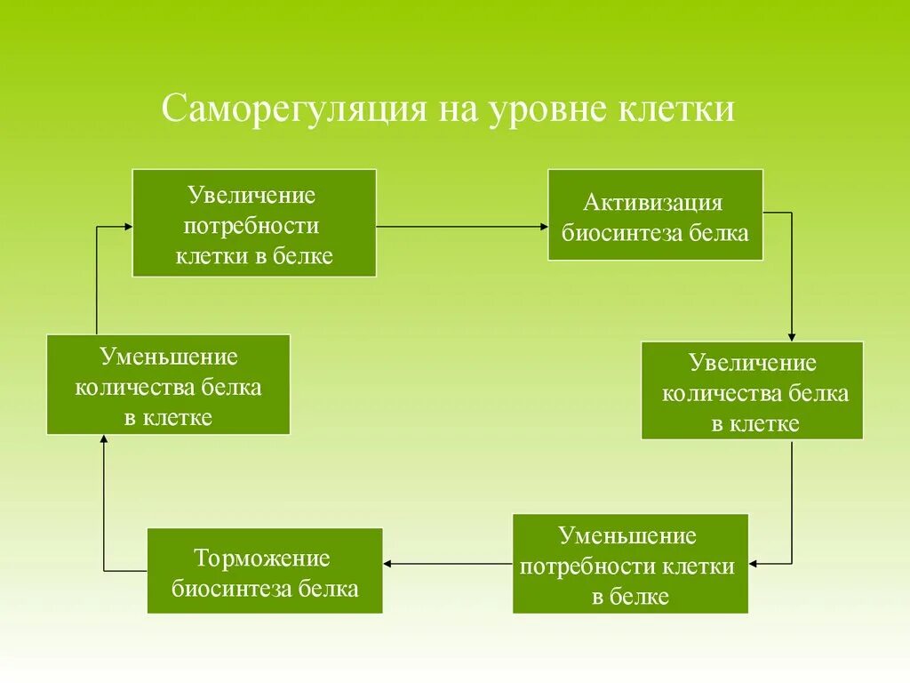 Саморегуляция взаимодействие. Саморегуляция. Саморегуляция организма. Саморегуляция в биологии примеры. Саморегуляция на уровне клетки.