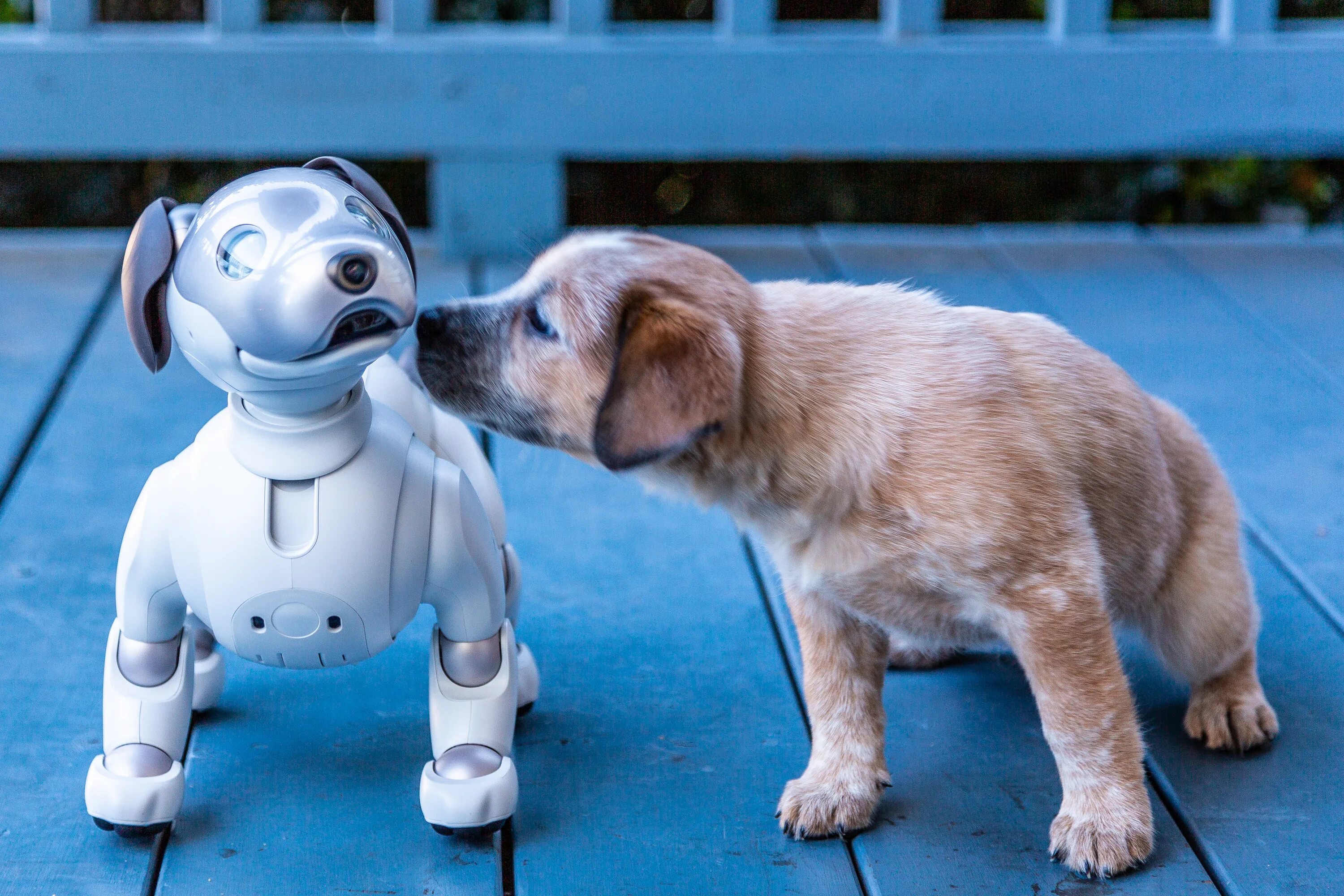 Включи живой том. Робот собака Aibo. Робот собака с искусственным интеллектом Aibo. Aibo 1999. Собачка Айбо сони.