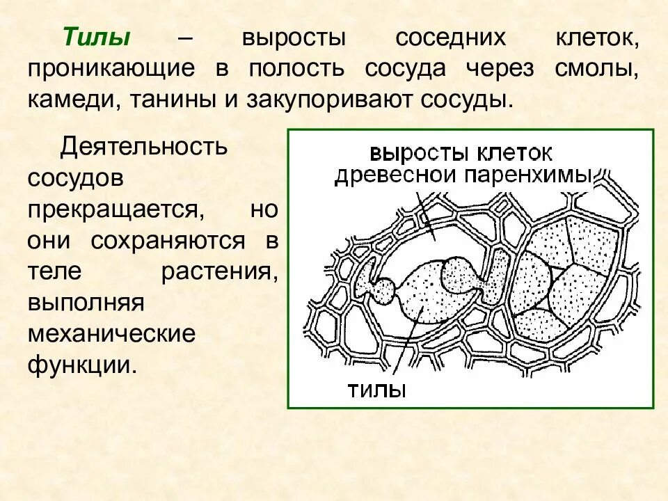 Наличие выростов клетки
