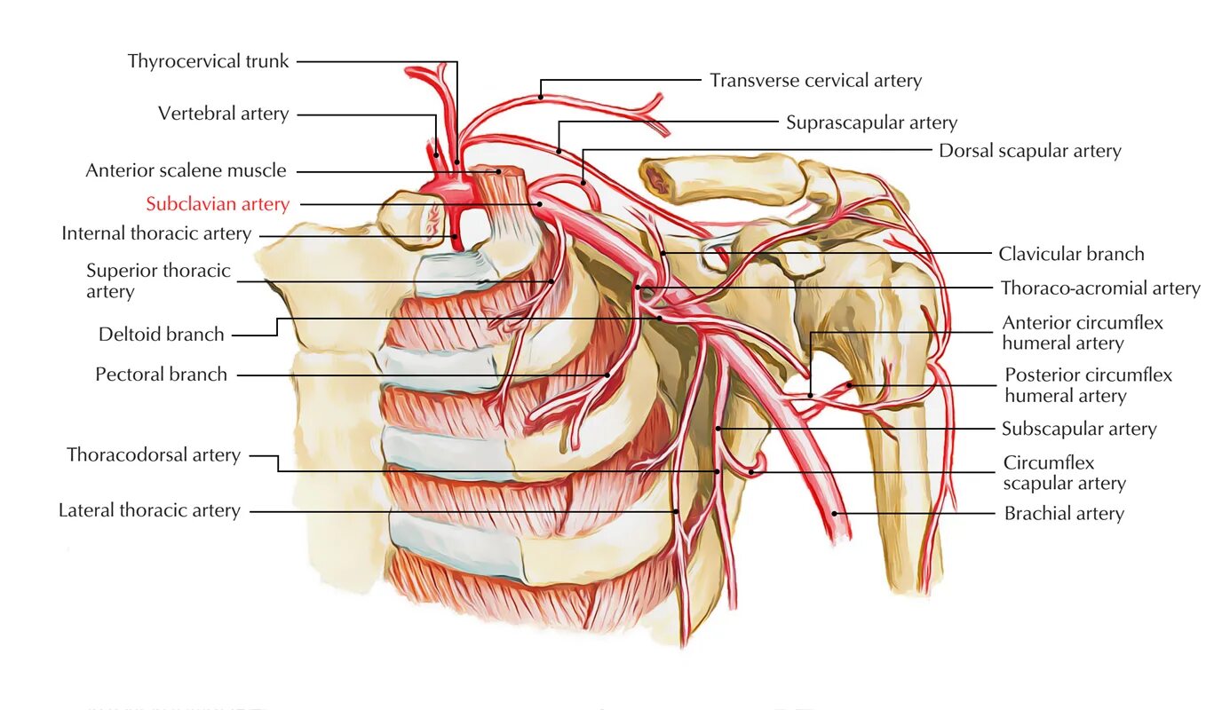 Подмышечная артерия (a. axillaris). Латеральная грудная артерия. Топография подключичной артерии. Подключичная ямка анатомия.