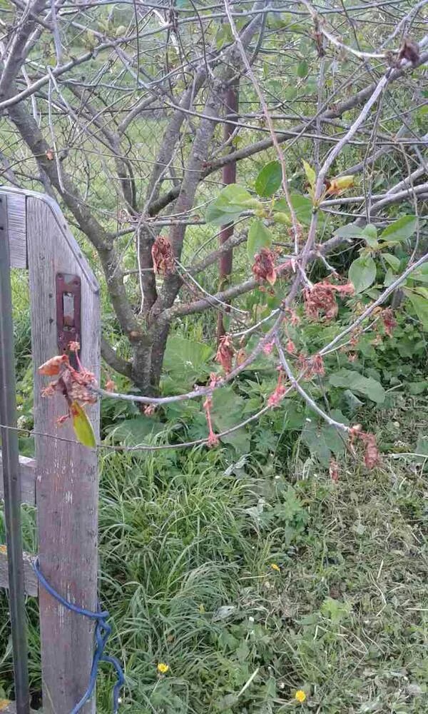 Вишня после цветения засыхает. Сохнут ветки на черешне. Черешня засыхают ветки. Сохнут ветки у вишни. Засохла ветка вишни.