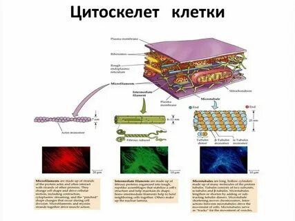 Цитоскелет в клетках животных состоит из белка