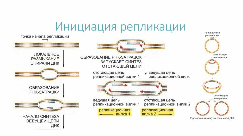 Схема инициации репликации. Инициация репликации ДНК схема. Схема процесса репликации ДНК. Этапы репликации ДНК схема. 3 этапа репликации