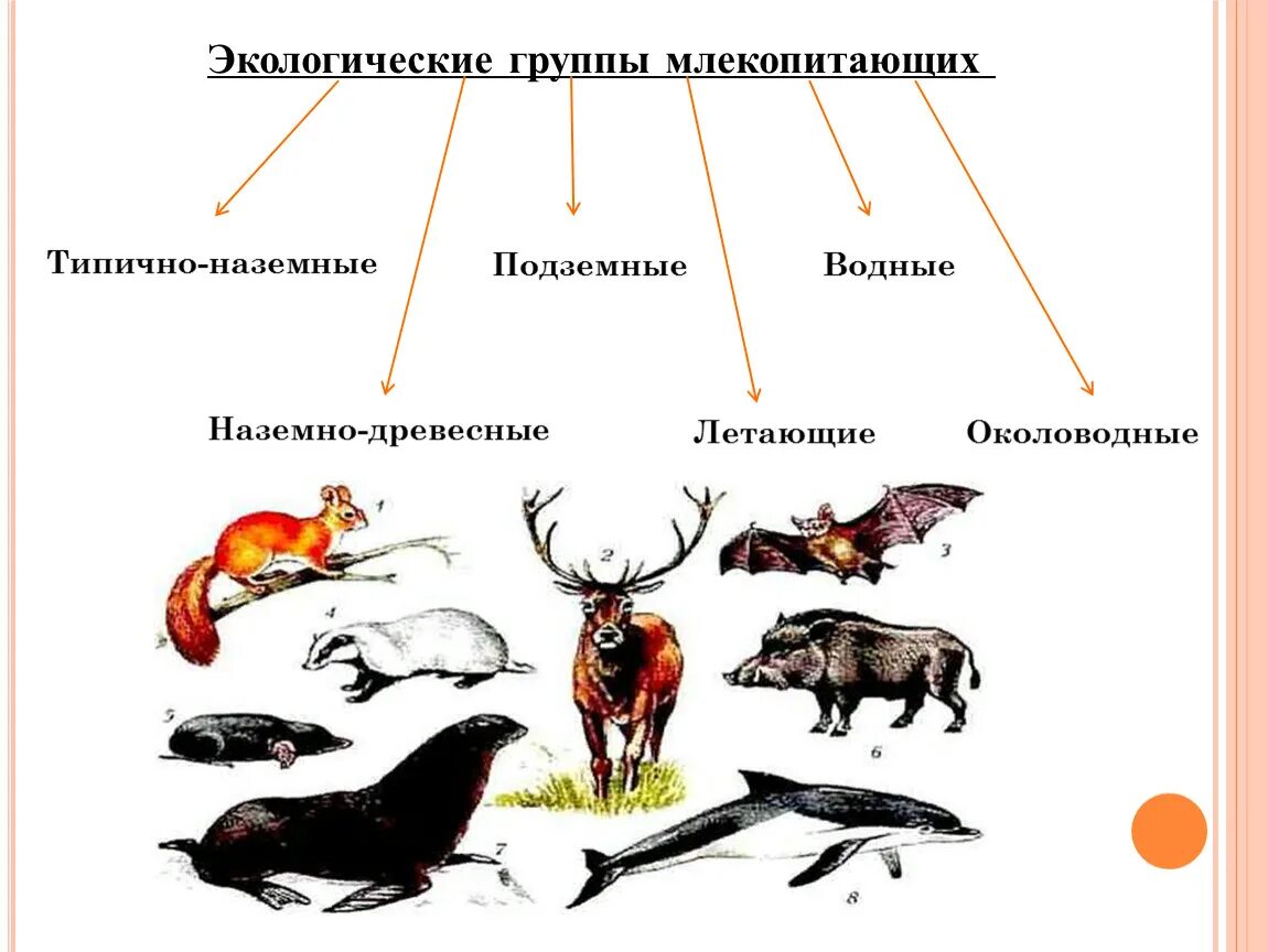 К какой группе относится млекопитающие. Экологические группы млекопитающих 7 класс биология. Экологические группы м. Экологические группы млекопитающих наземные. Экологические группы млекопитающих летающие.