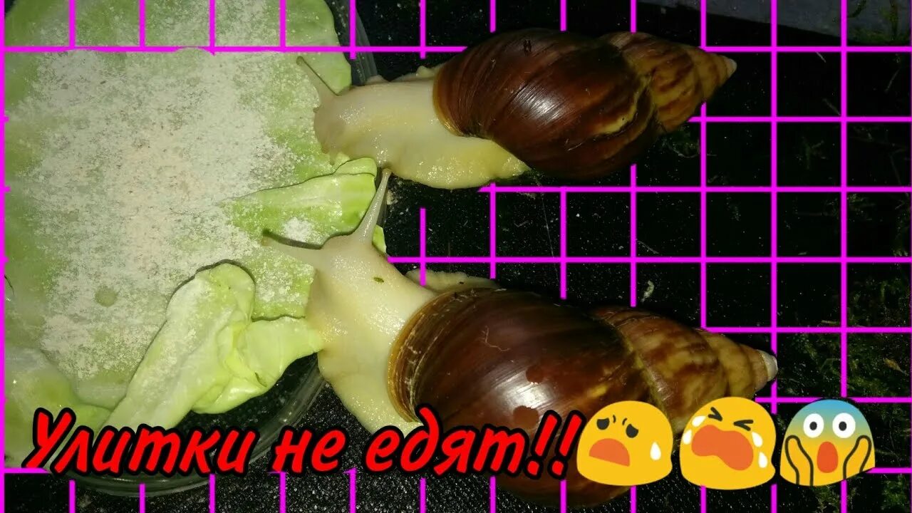 Почему улитка не ест. Игры для улиток ахатин. имя для ахатины. улитка ахатина не может есть. размеры улиток ахатин по месяцам.