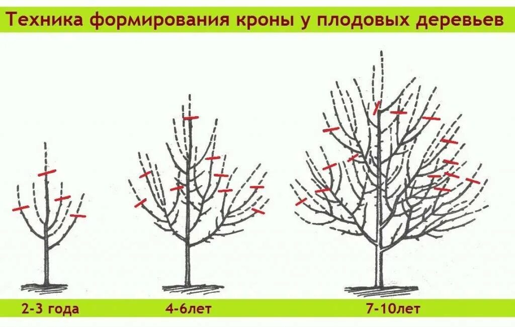 Обрезка плодовых деревьев картинки. Обрезка плодовых деревьев картинки