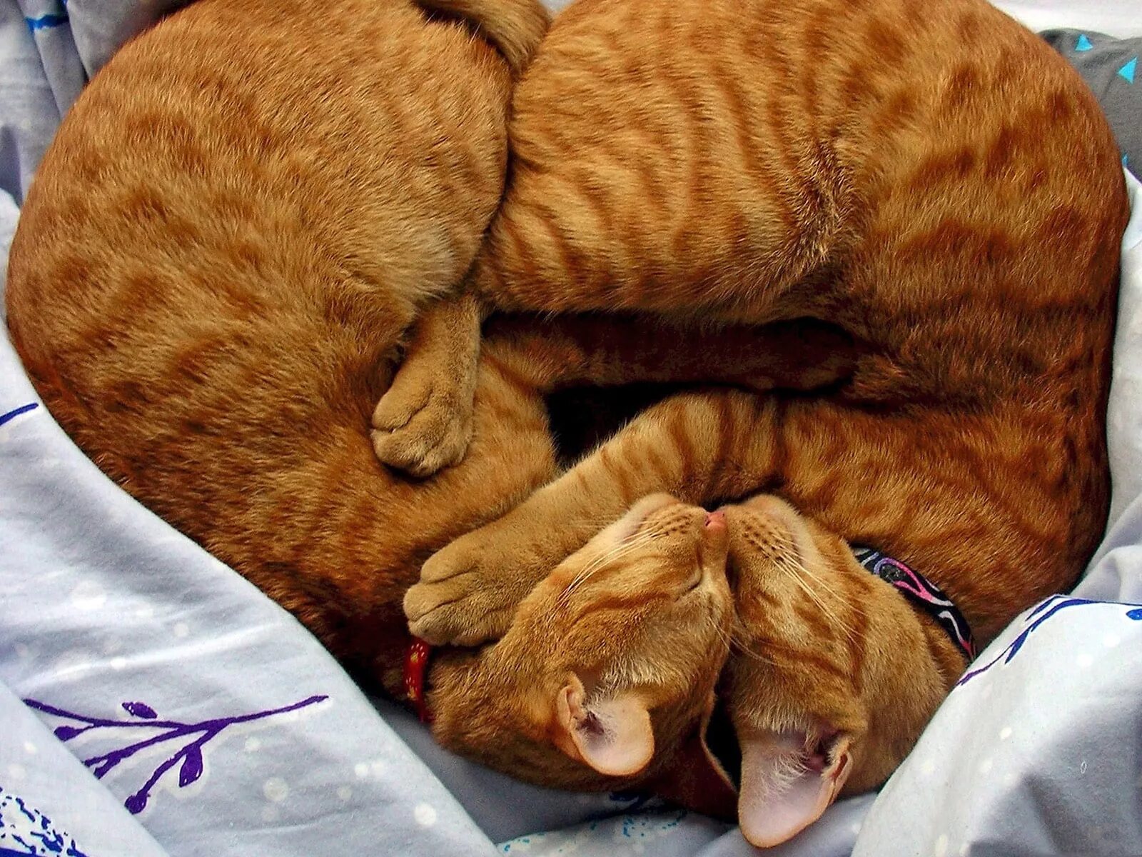 Сколько котят у рыжей кошки. Кошки в обнимку. Котики спят в обнимку. Коты спят в обнимку. Котики обнимаются.