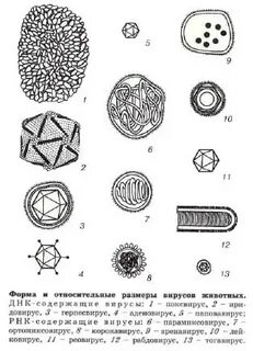 Вирусы содержащие алгоритмы