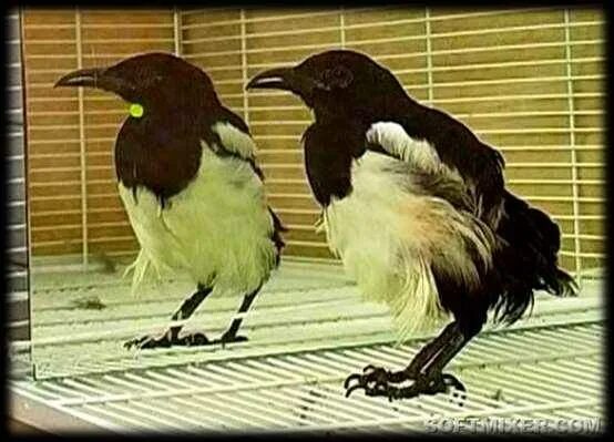 Сорок перед. Гнездо вороны рисунок. Сорок перед. Нахохленная ворона. Сорок перед.