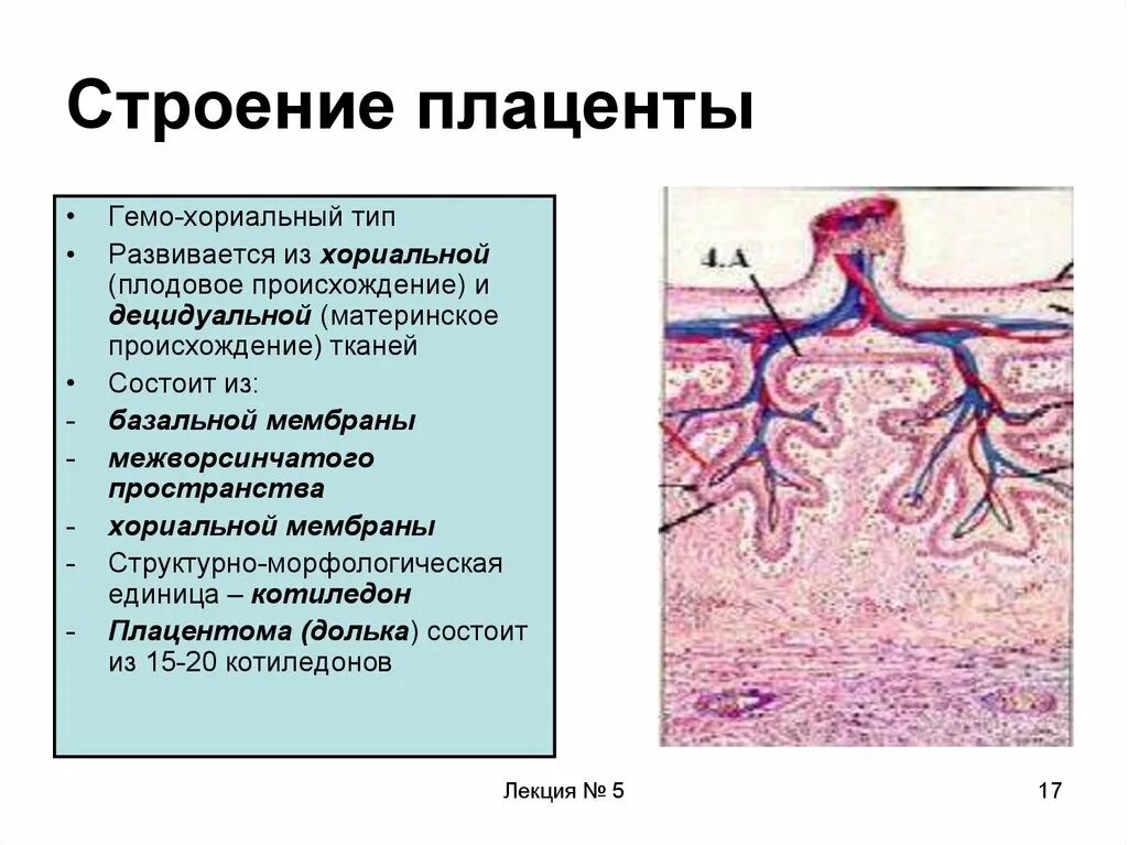 Что такое плацента и какова ее функция. Строение плаценты гемохориального типа. Гистологическое строение плаценты. Строение Котиледон плаценты. Структура и функции плаценты.