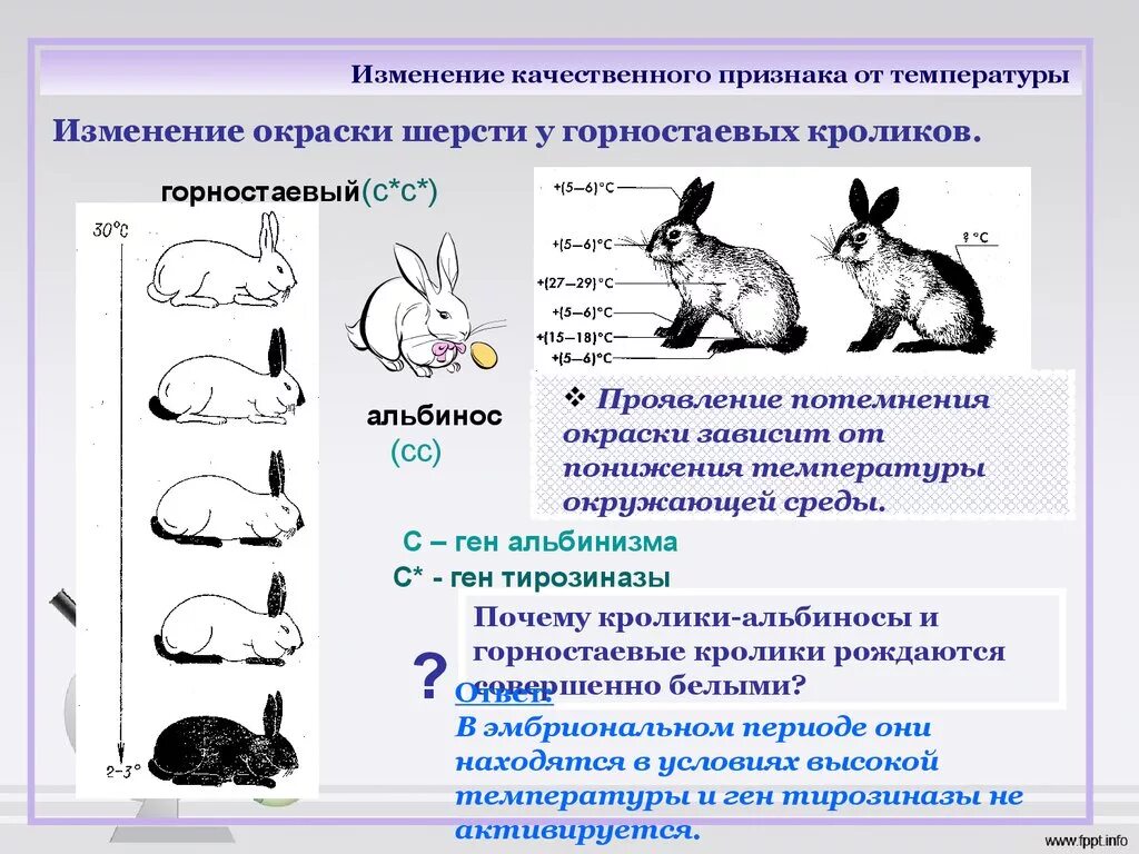 Приведите пример иллюстрирующий изменение. Модификационная изменчивость кролик. Рецессивный эпистаз кролики. Фенотипическая модификационная изменчивость. Норма реакции гималайского кролика.