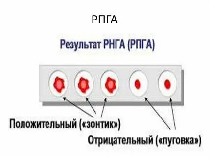 Реакция пассивной гемагглютинации