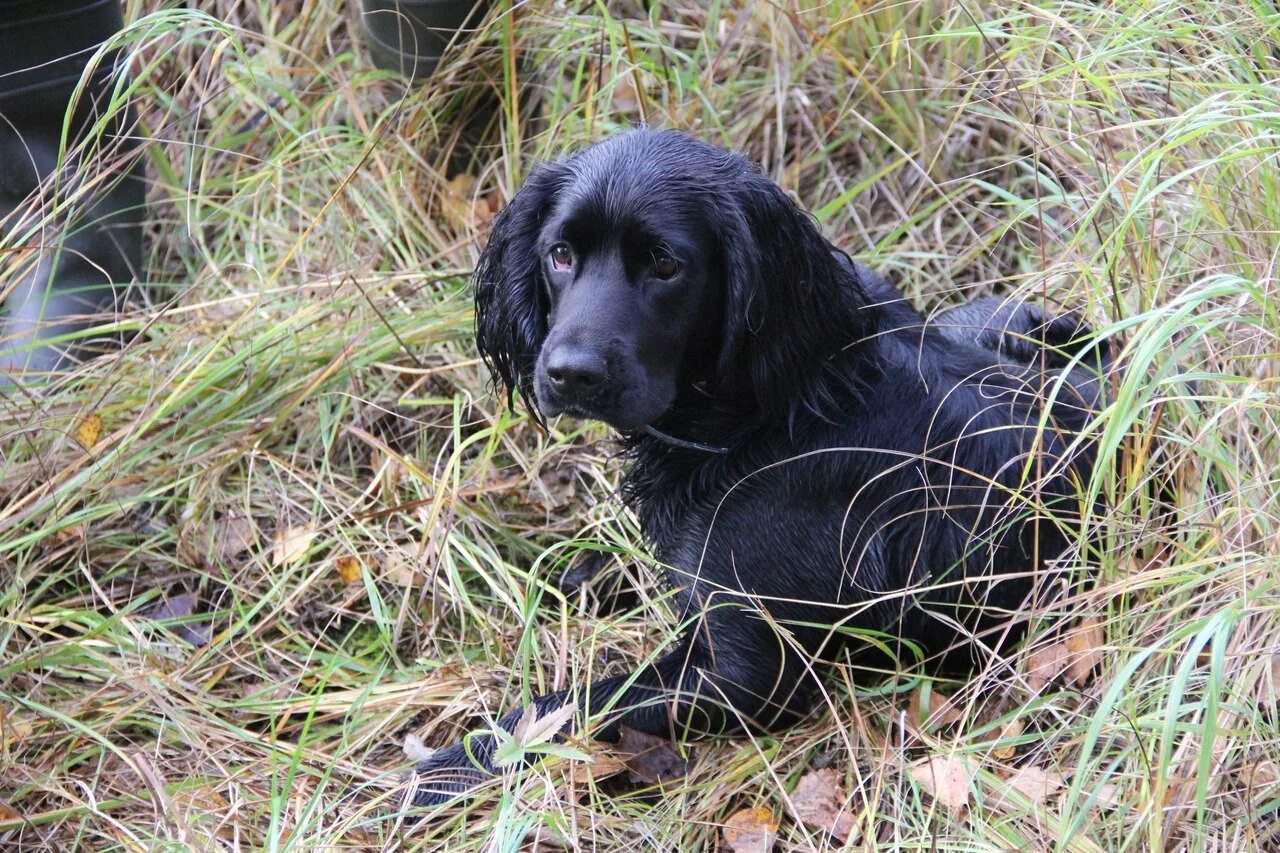 русский охотничий спаниель черный. метис русского спаниеля. кокер спаниель охотничий. русский кокер спаниель черный. русский охотничий спаниель черный.